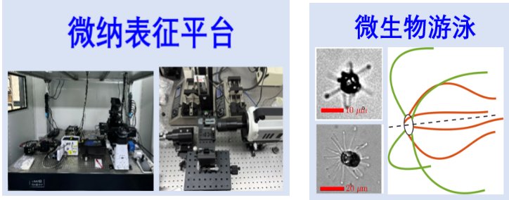 凝胶以及生物组织等